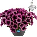Afbeelding van HP27 Petunia Purple veins